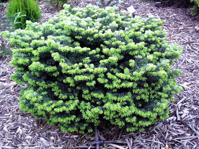 Abies balsamea 