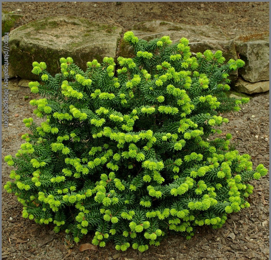 Abies balsamea 