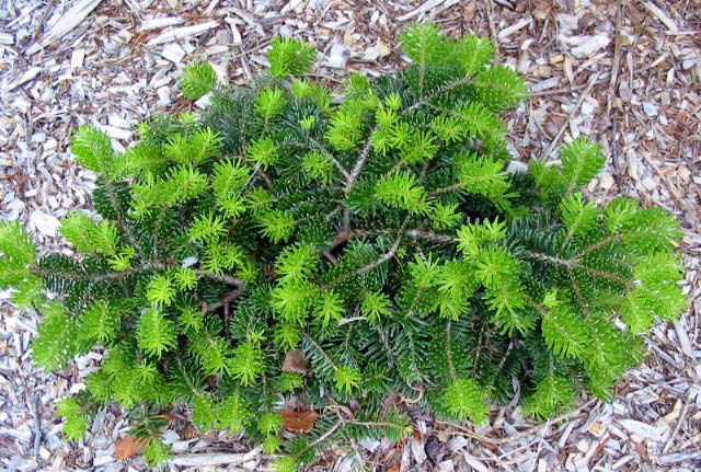 Abies balsamea 