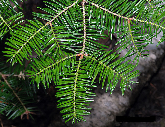 Abies balsamea 