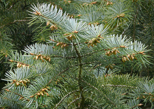 Abies bracteata 