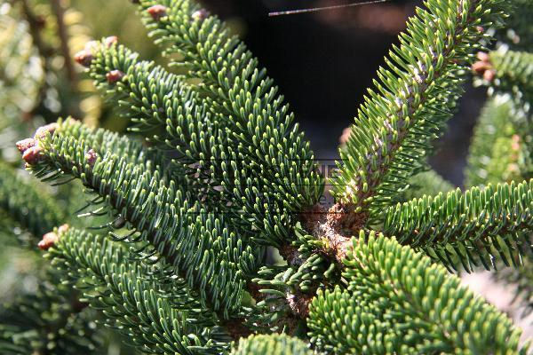 Abies cephalonica 