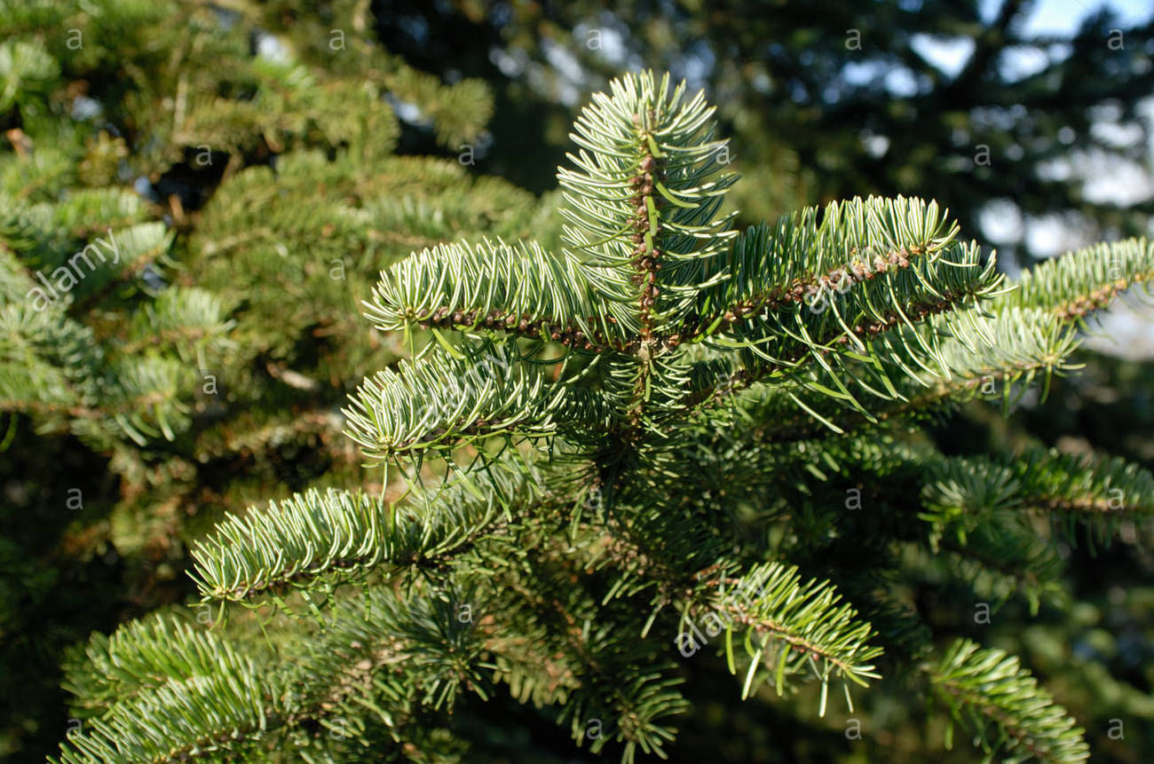 Abies cephalonica var. apollinis 