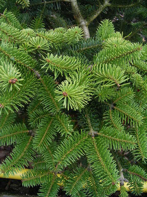 Abies cephalonica 