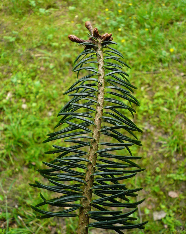 Abies chayuensis 