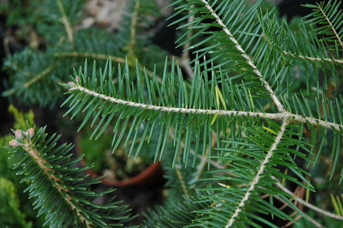 Abies chensiensis 