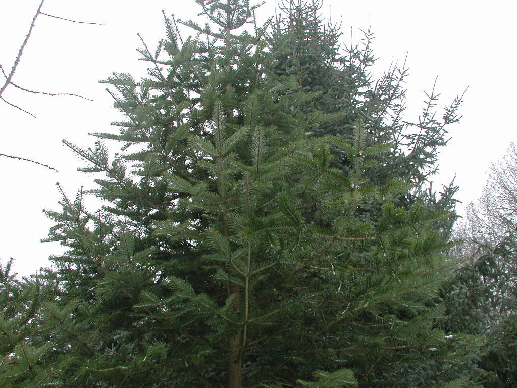 Abies chensiensis subsp. salouenensis 