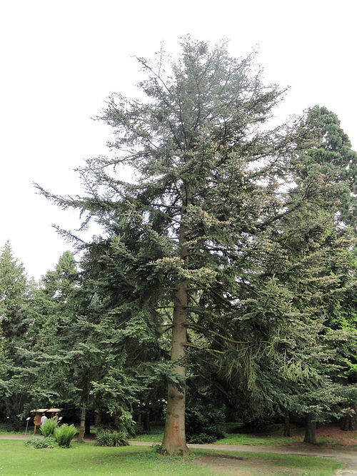 Abies chensiensis subsp. yulongxueshanensis 