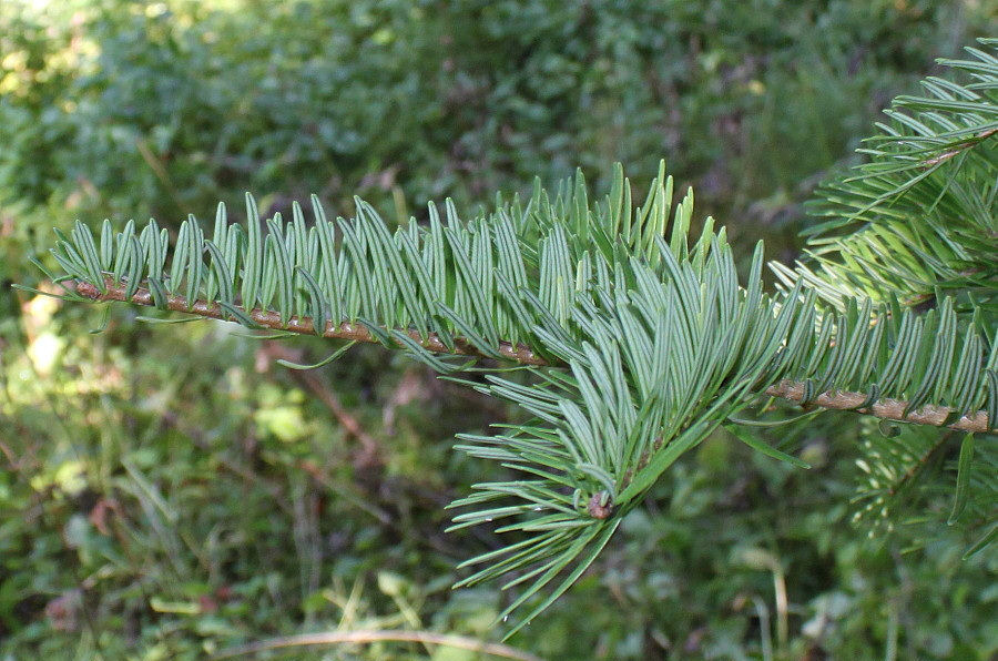 Abies chensiensis 