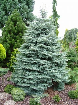 Abies concolor 