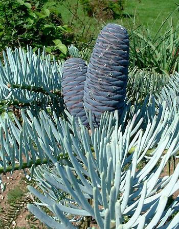 Abies concolor 