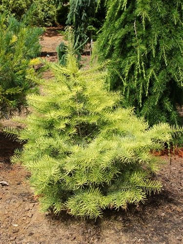 Abies concolor 