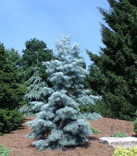 Abies concolor 