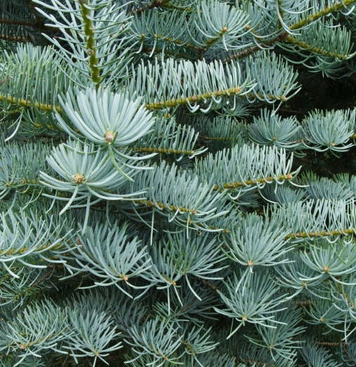 Abies concolor 