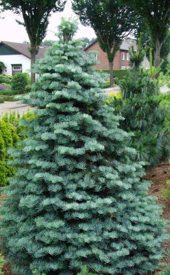 Abies concolor 