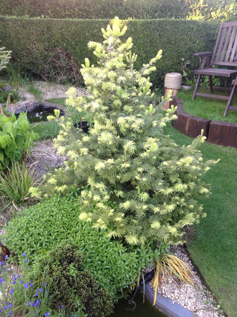 Abies concolor 