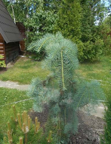 Abies concolor 