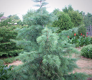 Abies concolor 