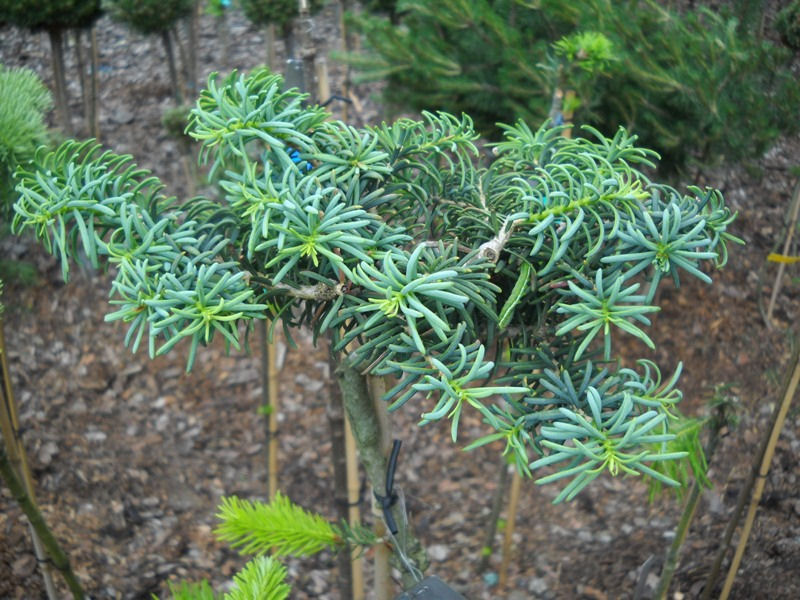 Abies concolor 