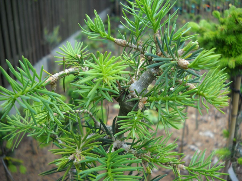 Abies concolor 