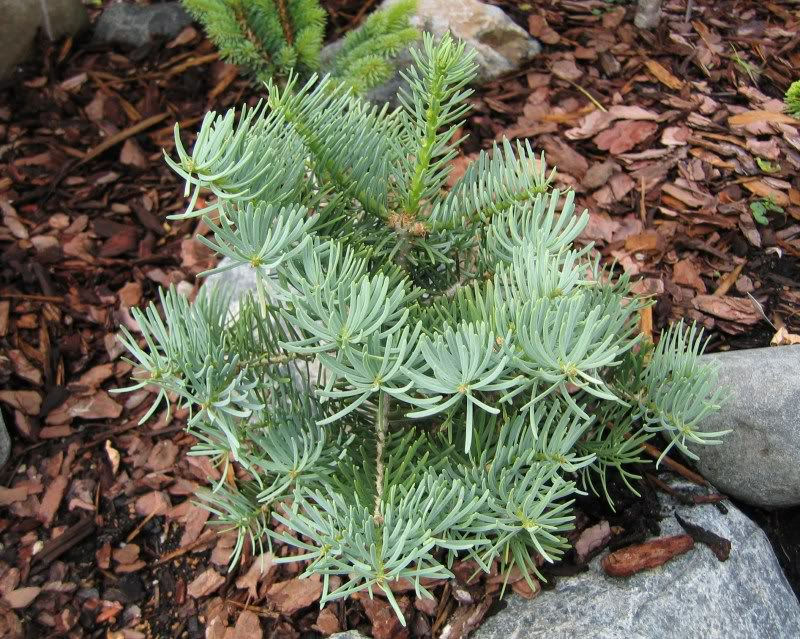 Abies concolor 