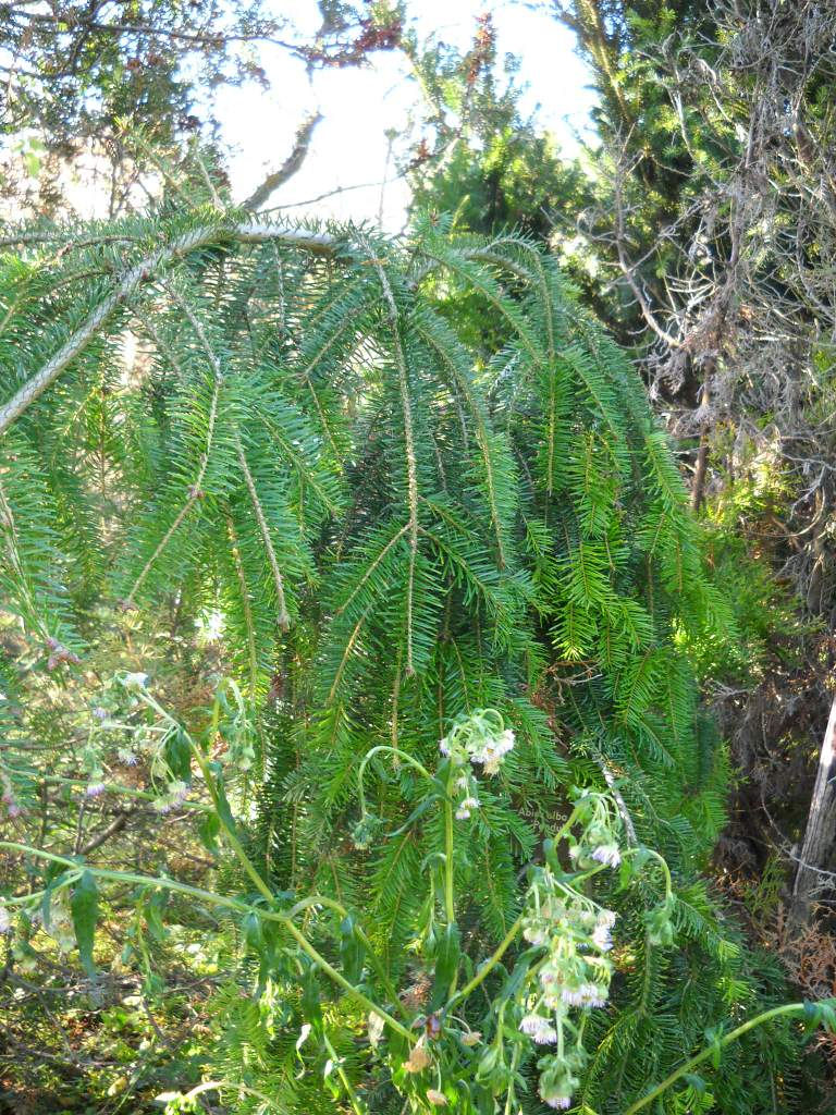 Abies concolor 