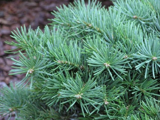 Abies concolor 