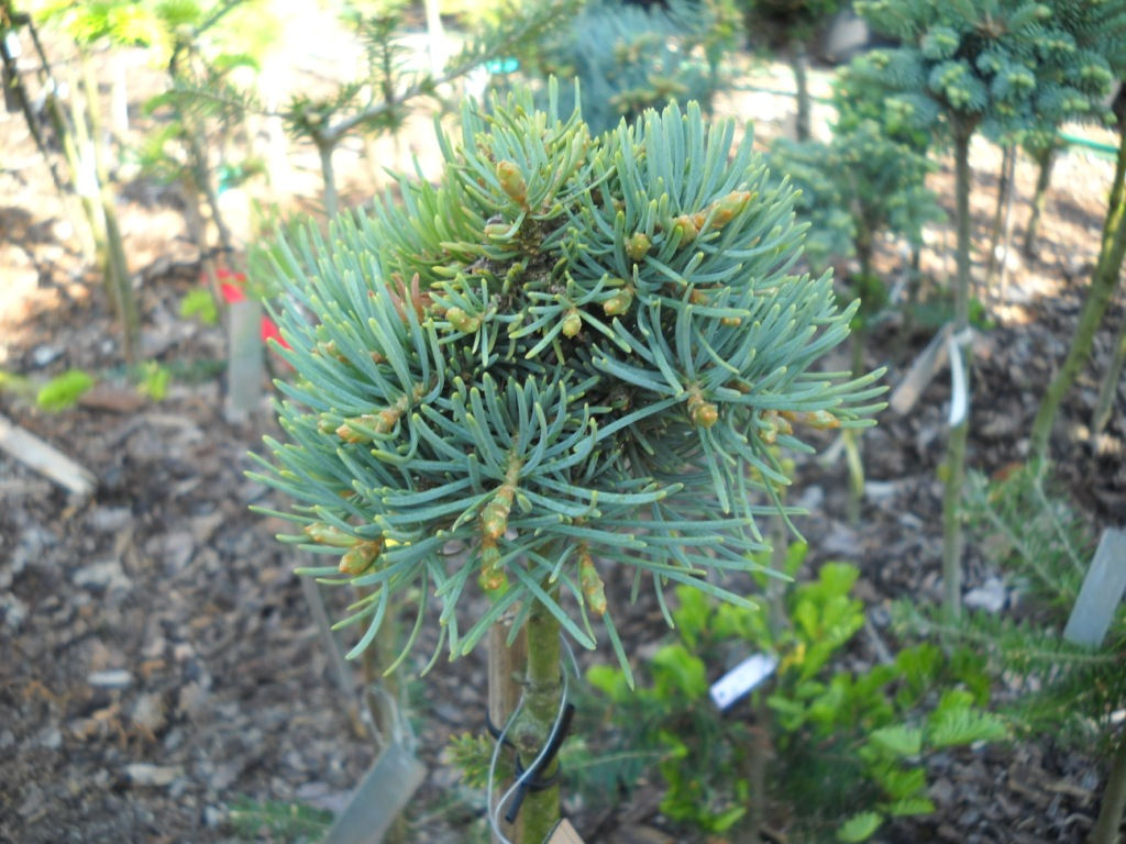 Abies concolor 