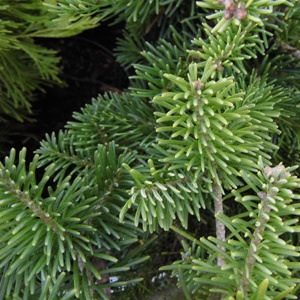 Abies concolor var. lowiama creamy