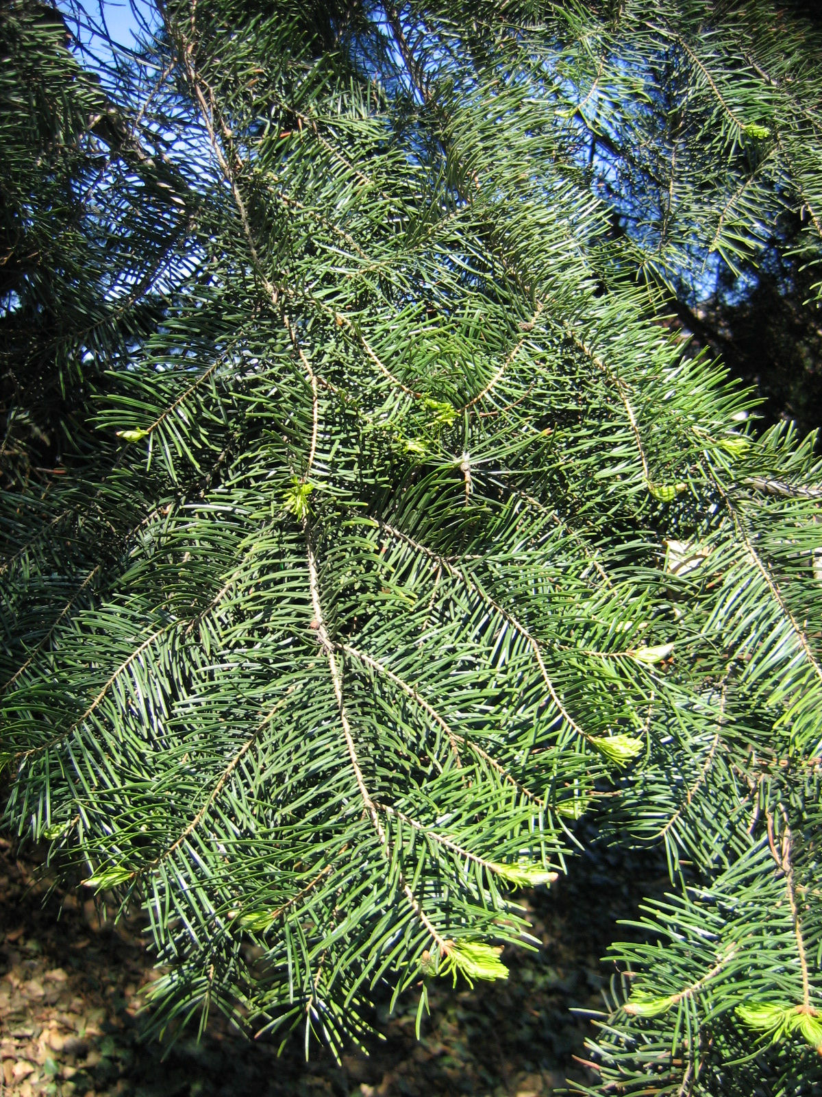 Abies concolor var. lowiana