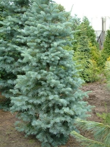 Abies concolor 