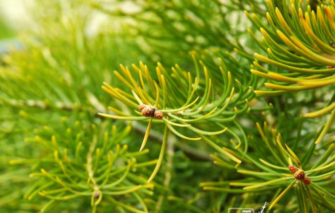 Abies concolor 