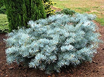 Abies concolor 