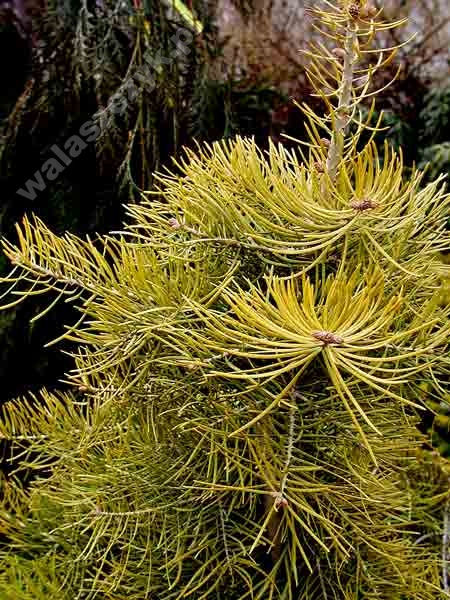 Abies concolor 