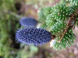 Abies delavayi 