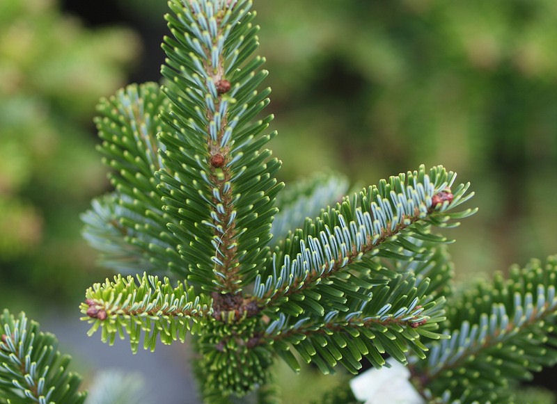 Abies delavayi 