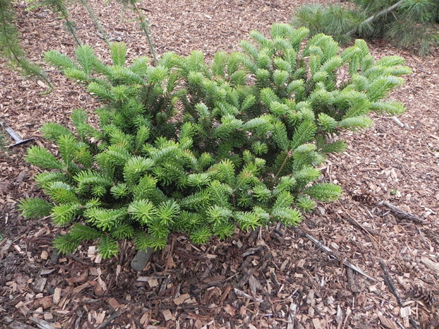 Abies delavayi 