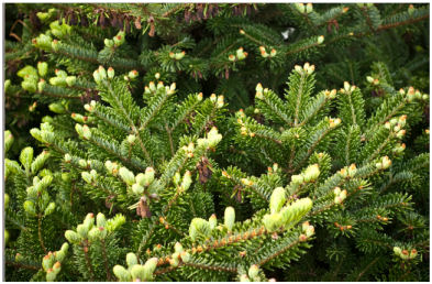 Abies delavayi var. georgei