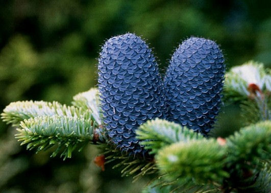 Abies delavayi 