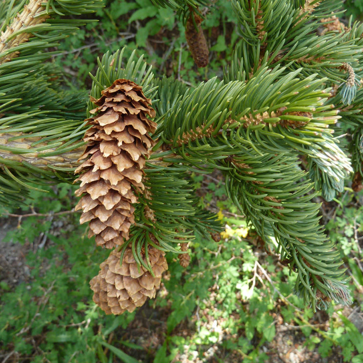 Abies engelmannii 