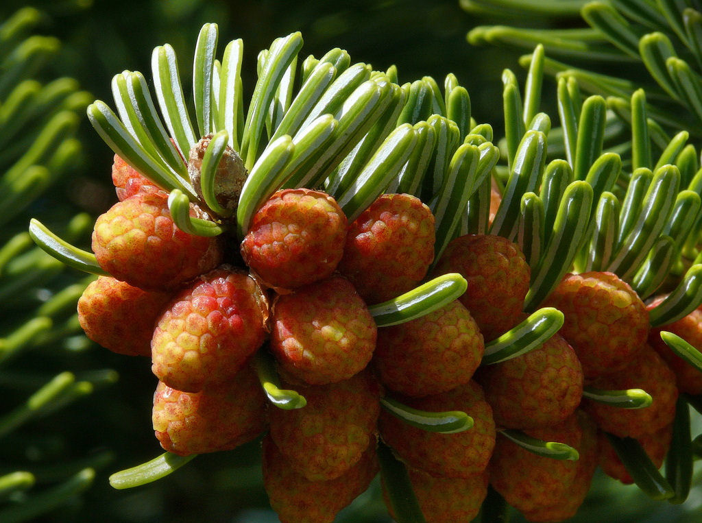 Abies equi-trojani 