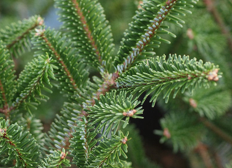 Abies fargesii 