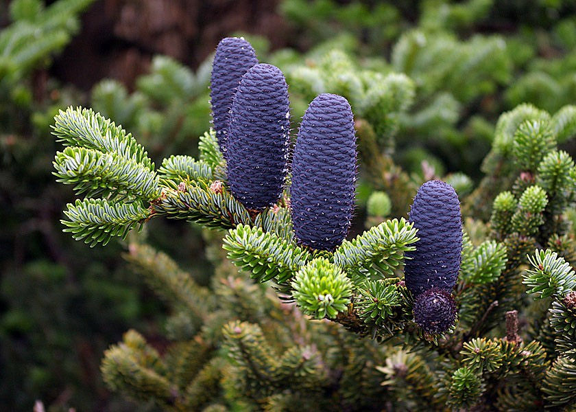 Abies fargesii 