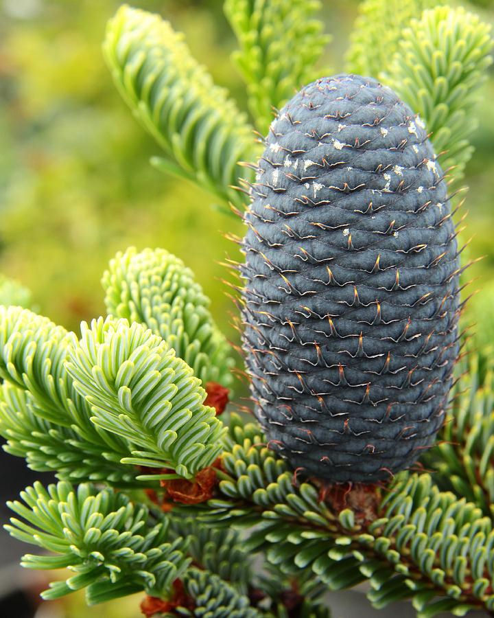 Abies forrestii 