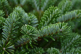 Abies georgei