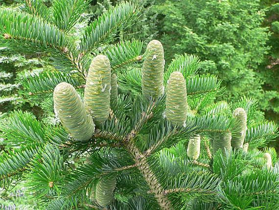 Abies holophylla 