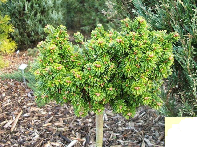 Abies homolepis 