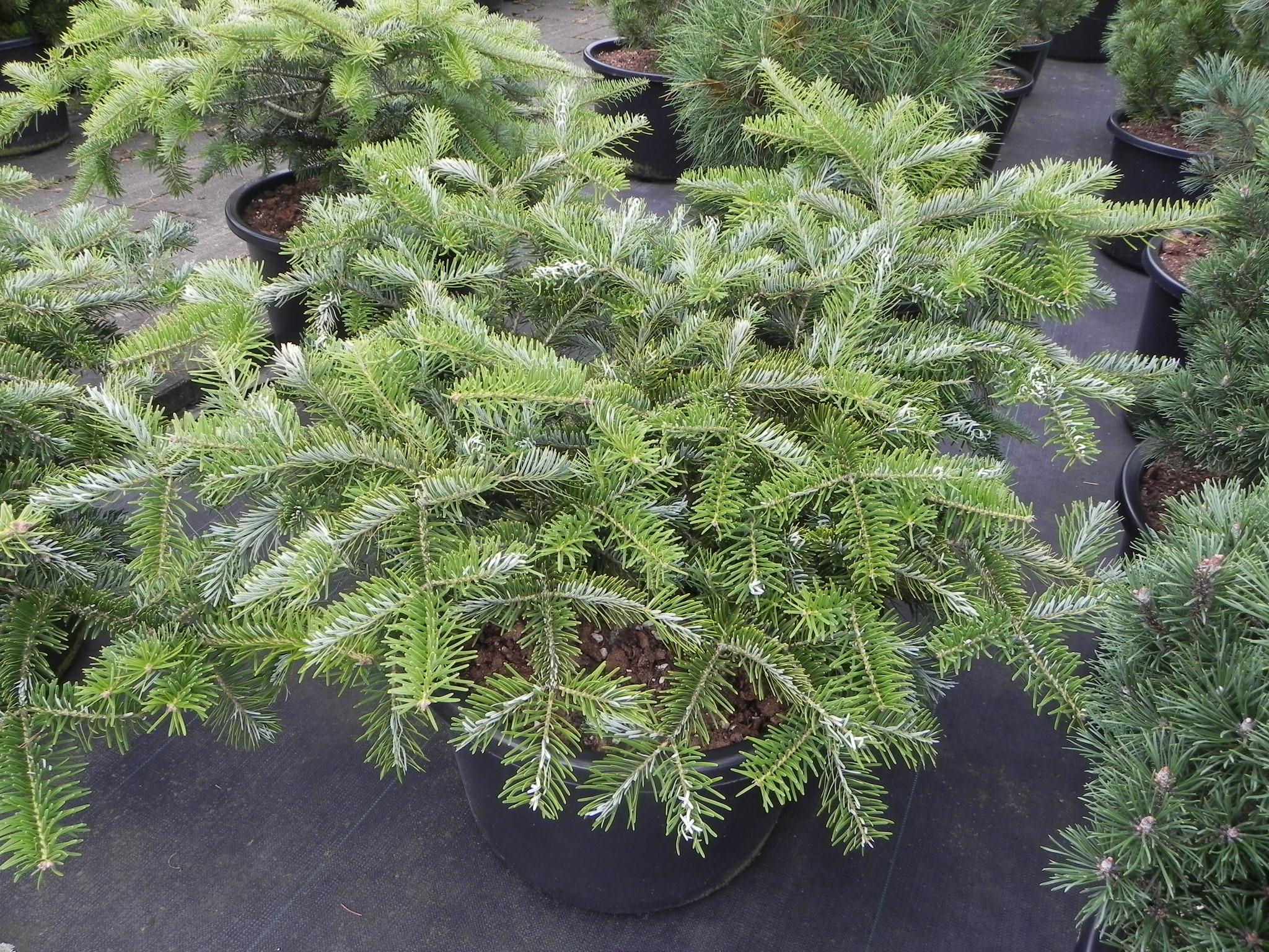 Abies homolepis 