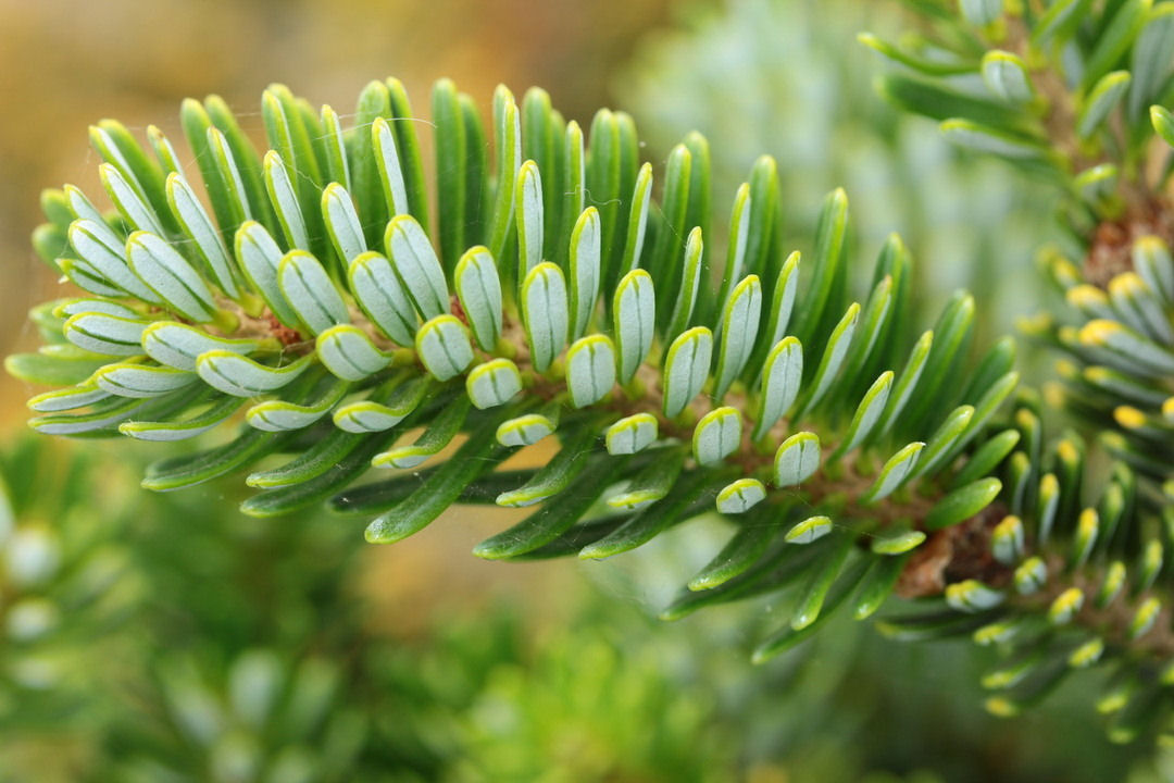 Abies homolepis 