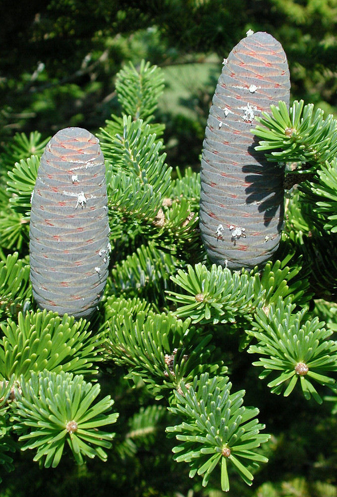 Abies homolepis 